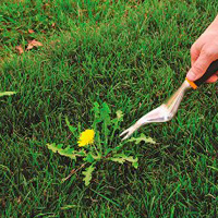 Weeding & Pruning Isleworth